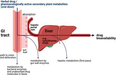 Pharmacological Assessment of the Antiprotozoal Activity, Cytotoxicity and Genotoxicity of Medicinal Plants Used in the Treatment of Malaria in the Greater Mpigi Region in Uganda